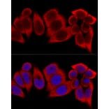 Immunofluorescence - Anti-RPS12 Antibody (A11894) - Antibodies.com