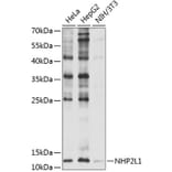 Western Blot - Anti-NHP2L1 Antibody (A11897) - Antibodies.com