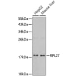 Western Blot - Anti-RPL27 Antibody (A5936) - Antibodies.com