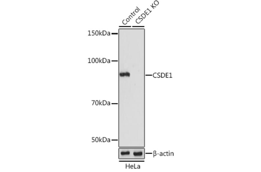 Western Blot - Anti-CSDE1/NRU Antibody (A11901) - Antibodies.com