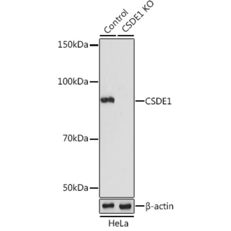Western Blot - Anti-CSDE1/NRU Antibody (A11901) - Antibodies.com