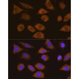 Immunofluorescence - Anti-CSDE1/NRU Antibody (A11901) - Antibodies.com