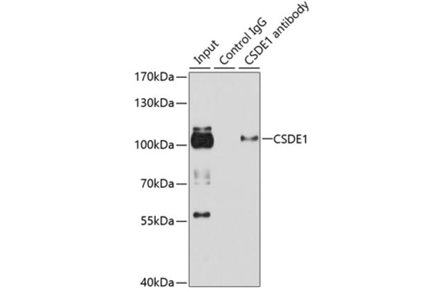 Western Blot - Anti-CSDE1/NRU Antibody (A11901) - Antibodies.com