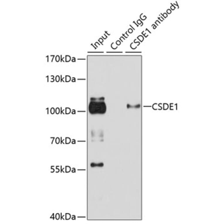 Western Blot - Anti-CSDE1/NRU Antibody (A11901) - Antibodies.com