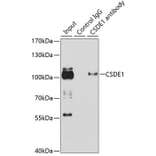 Western Blot - Anti-CSDE1/NRU Antibody (A11901) - Antibodies.com