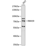 Western Blot - Anti-RBM39 Antibody (A5950) - Antibodies.com