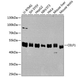 Western Blot - Anti-CUG-BP1 Antibody (A11903) - Antibodies.com