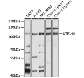 Western Blot - Anti-UTP14A Antibody (A11904) - Antibodies.com