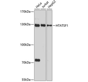 Western Blot - Anti-HTATSF1 Antibody (A11906) - Antibodies.com