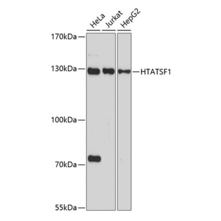 Western Blot - Anti-HTATSF1 Antibody (A11906) - Antibodies.com