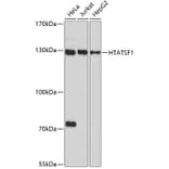 Western Blot - Anti-HTATSF1 Antibody (A11906) - Antibodies.com
