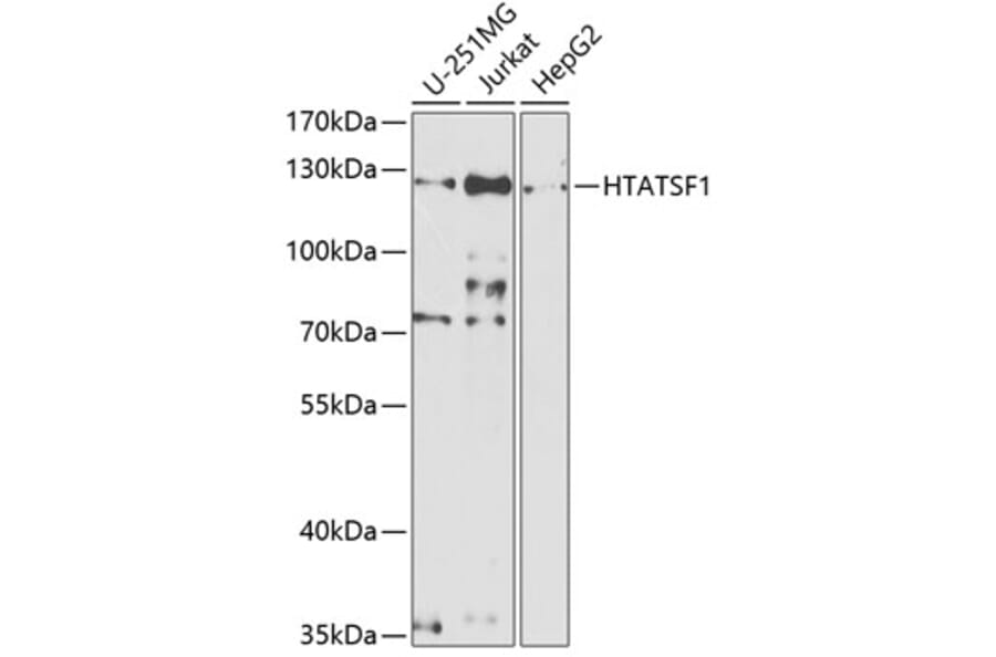 Western Blot - Anti-HTATSF1 Antibody (A11906) - Antibodies.com