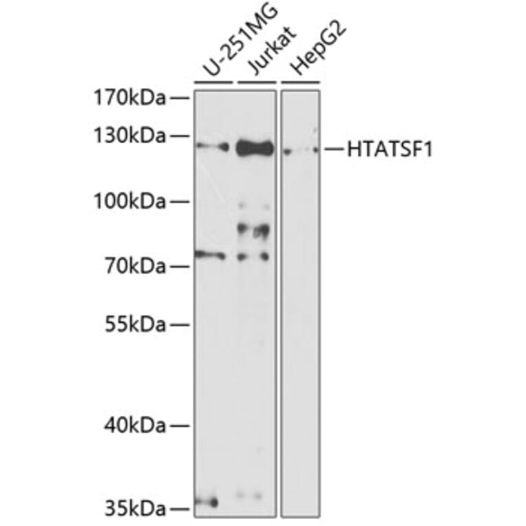 Western Blot - Anti-HTATSF1 Antibody (A11906) - Antibodies.com