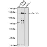 Western Blot - Anti-HTATSF1 Antibody (A11906) - Antibodies.com