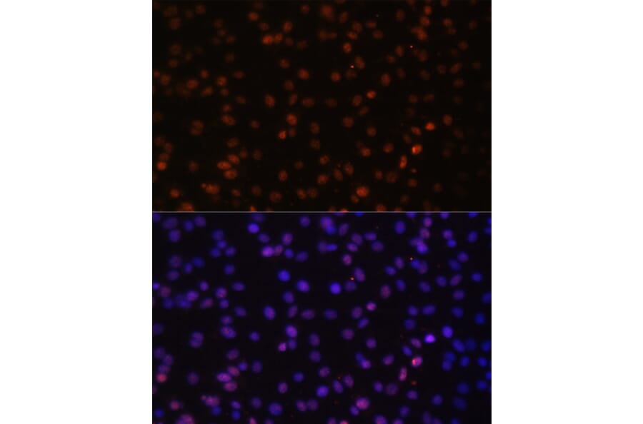 Immunofluorescence - Anti-HTATSF1 Antibody (A11906) - Antibodies.com