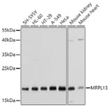 Western Blot - Anti-MRPL13 Antibody (A11907) - Antibodies.com