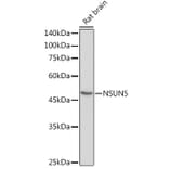 Western Blot - Anti-NSUN5 Antibody (A11908) - Antibodies.com