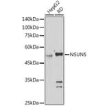 Western Blot - Anti-NSUN5 Antibody (A11908) - Antibodies.com