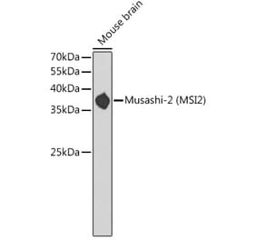 Western Blot - Anti-MSI2 Antibody (A11911) - Antibodies.com