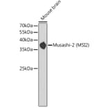 Western Blot - Anti-MSI2 Antibody (A11911) - Antibodies.com