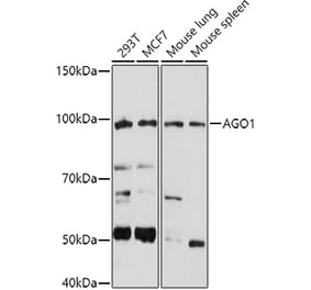 Western Blot - Anti-Ago1 Antibody (A11912) - Antibodies.com