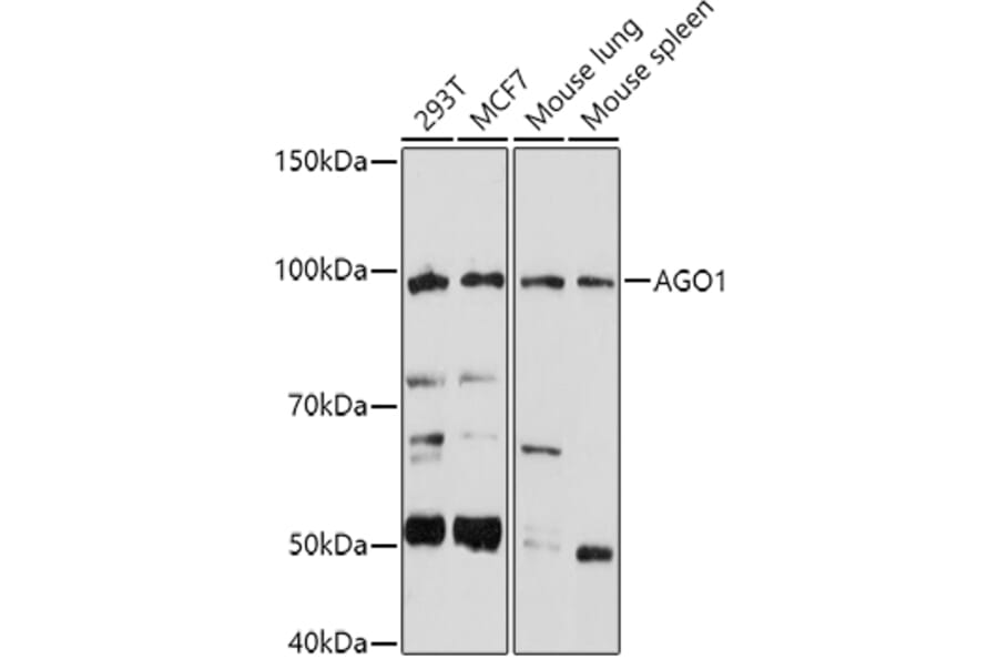 Western Blot - Anti-Ago1 Antibody (A11912) - Antibodies.com