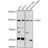 Western Blot - Anti-Ago1 Antibody (A11912) - Antibodies.com