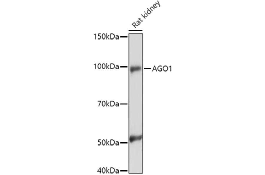 Western Blot - Anti-Ago1 Antibody (A11912) - Antibodies.com