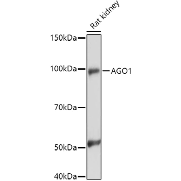 Western Blot - Anti-Ago1 Antibody (A11912) - Antibodies.com