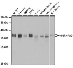 Western Blot - Anti-HNRNPA0 Antibody (A11913) - Antibodies.com