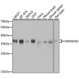 Western Blot - Anti-HNRNPA0 Antibody (A11913) - Antibodies.com