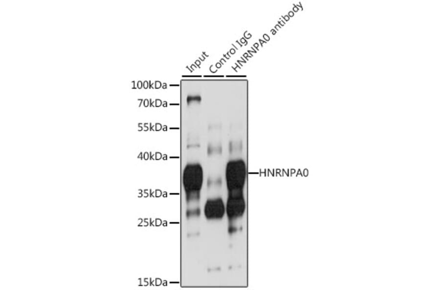 Western Blot - Anti-HNRNPA0 Antibody (A11913) - Antibodies.com