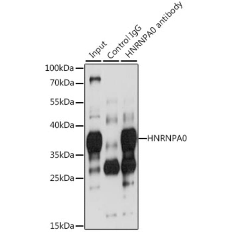 Western Blot - Anti-HNRNPA0 Antibody (A11913) - Antibodies.com