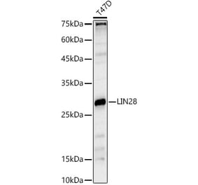 Western Blot - Anti-Lin28A Antibody (A11914) - Antibodies.com