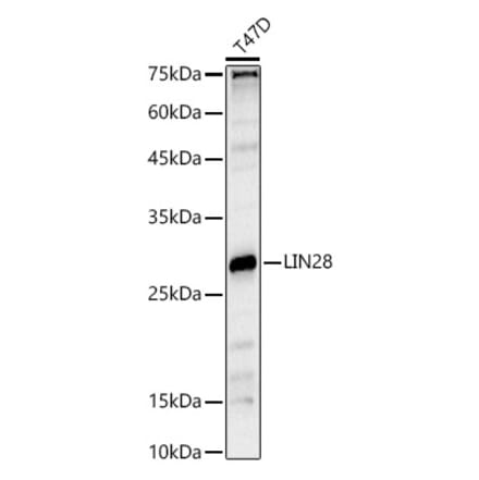 Western Blot - Anti-Lin28A Antibody (A11914) - Antibodies.com