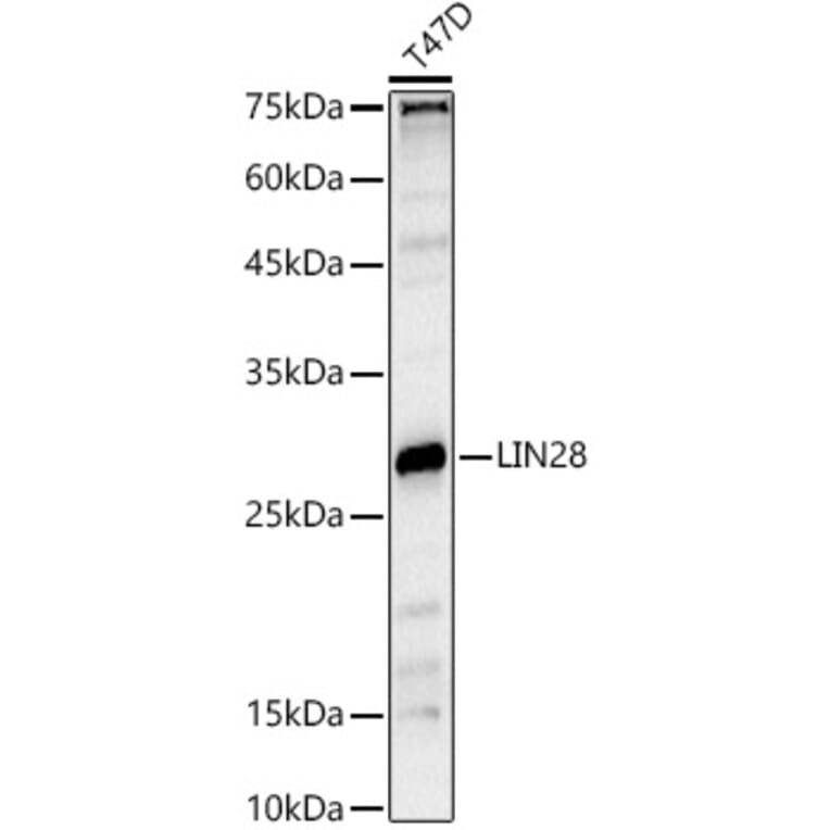 Western Blot - Anti-Lin28A Antibody (A11914) - Antibodies.com