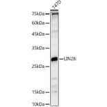 Western Blot - Anti-Lin28A Antibody (A11914) - Antibodies.com