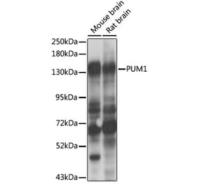Western Blot - Anti-PUM1 Antibody (A6108) - Antibodies.com