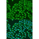 Immunofluorescence - Anti-PUM1 Antibody (A6108) - Antibodies.com