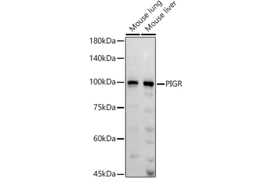 Western Blot - Anti-Polymeric immunoglobulin receptor/PIGR Antibody (A11920) - Antibodies.com