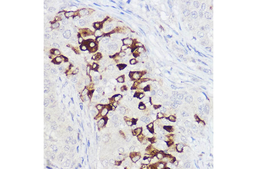 Immunohistochemistry - Anti-Polymeric immunoglobulin receptor/PIGR Antibody (A11920) - Antibodies.com
