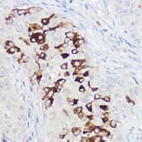 Immunohistochemistry - Anti-Polymeric immunoglobulin receptor/PIGR Antibody (A11920) - Antibodies.com