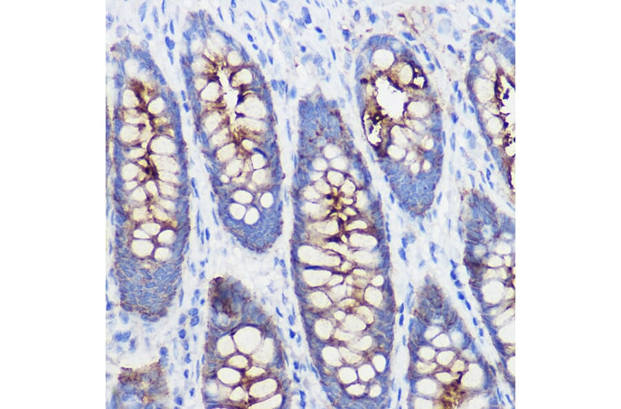 Immunohistochemistry - Anti-Polymeric immunoglobulin receptor/PIGR Antibody (A11920) - Antibodies.com