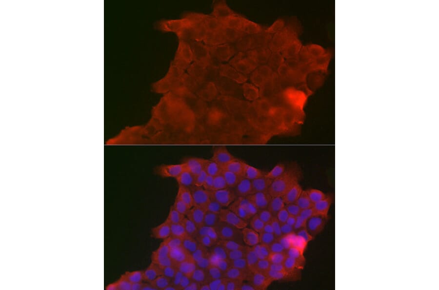 Immunofluorescence - Anti-Polymeric immunoglobulin receptor/PIGR Antibody (A11920) - Antibodies.com