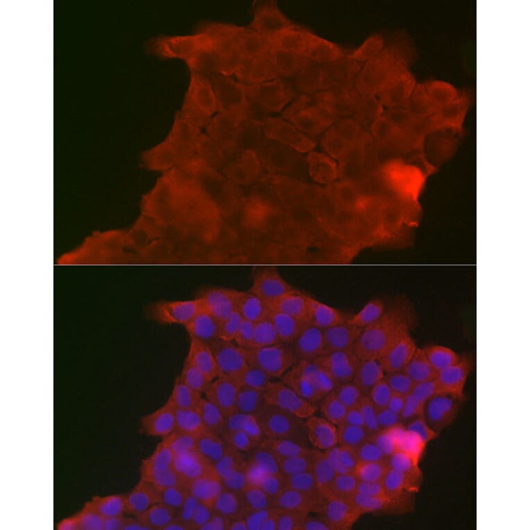 Immunofluorescence - Anti-Polymeric immunoglobulin receptor/PIGR Antibody (A11920) - Antibodies.com