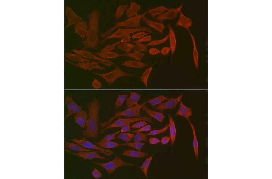 Immunofluorescence - Anti-Polymeric immunoglobulin receptor/PIGR Antibody (A11920) - Antibodies.com
