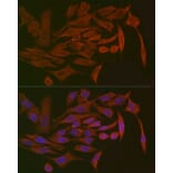 Immunofluorescence - Anti-Polymeric immunoglobulin receptor/PIGR Antibody (A11920) - Antibodies.com