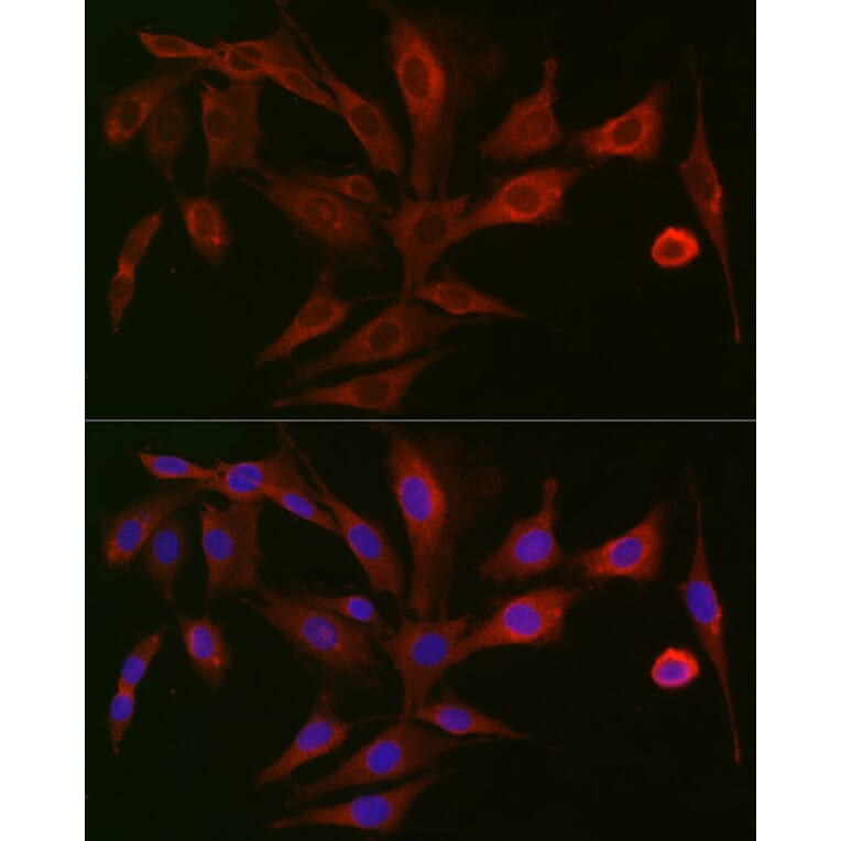 Immunofluorescence - Anti-Polymeric immunoglobulin receptor/PIGR Antibody (A11920) - Antibodies.com