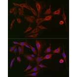 Immunofluorescence - Anti-Polymeric immunoglobulin receptor/PIGR Antibody (A11920) - Antibodies.com