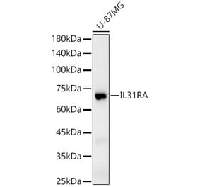 Western Blot - Anti-IL-31RA Antibody (A11922) - Antibodies.com
